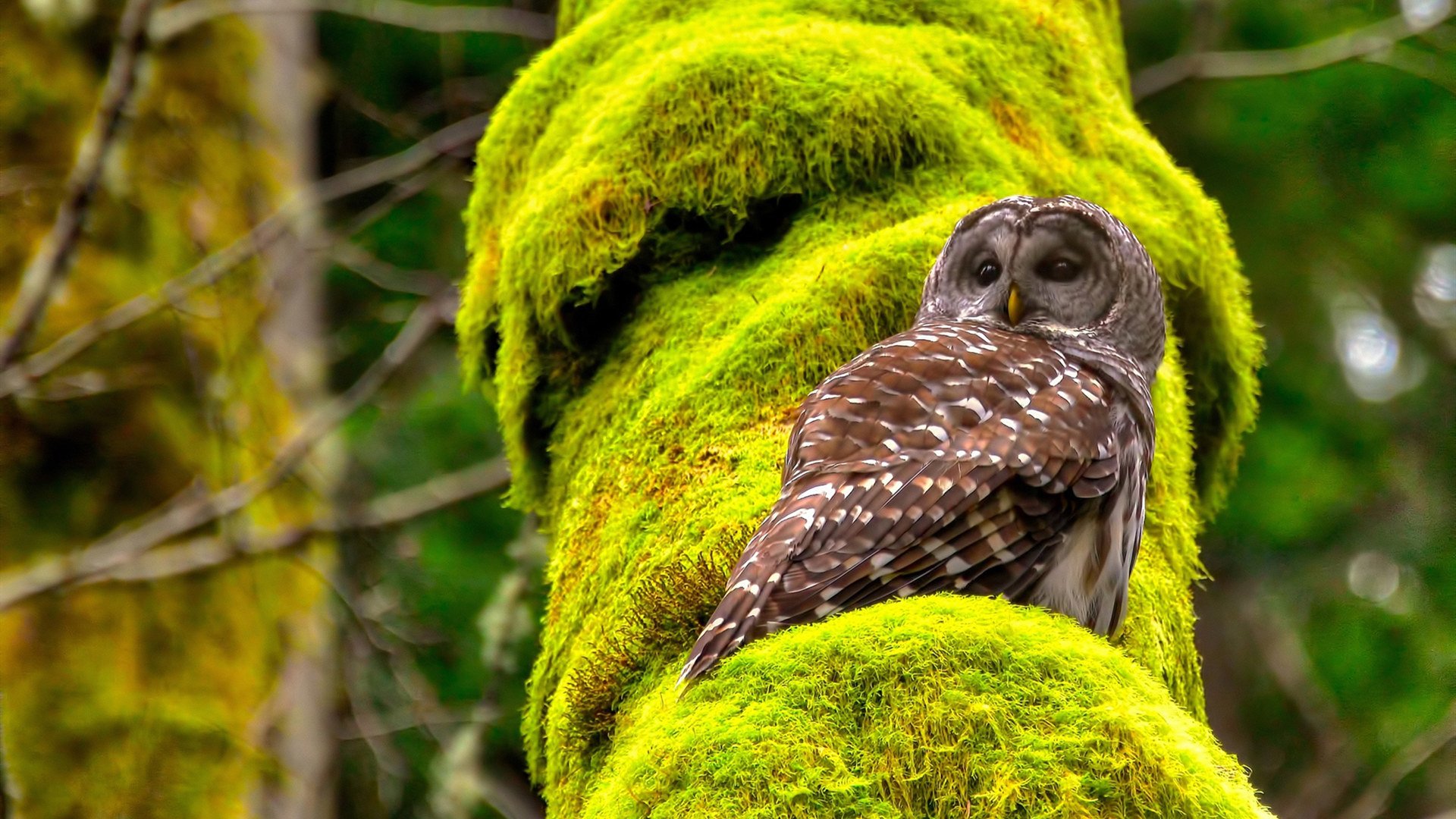 爵士连续得分压制上海队,拉梅洛关键制胜